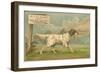 W.J. and F. Quennell Trade Card with an English Setter-null-Framed Giclee Print