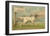 W.J. and F. Quennell Trade Card with an English Setter-null-Framed Giclee Print