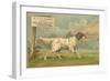 W.J. and F. Quennell Trade Card with an English Setter-null-Framed Giclee Print