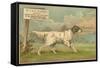 W.J. and F. Quennell Trade Card with an English Setter-null-Framed Stretched Canvas