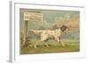 W.J. and F. Quennell Trade Card with an English Setter-null-Framed Giclee Print