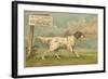 W.J. and F. Quennell Trade Card with an English Setter-null-Framed Giclee Print