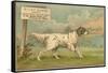 W.J. and F. Quennell Trade Card with an English Setter-null-Framed Stretched Canvas