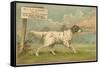 W.J. and F. Quennell Trade Card with an English Setter-null-Framed Stretched Canvas