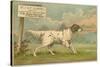 W.J. and F. Quennell Trade Card with an English Setter-null-Stretched Canvas
