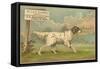 W.J. and F. Quennell Trade Card with an English Setter-null-Framed Stretched Canvas