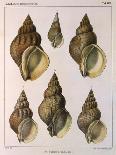 Whelk Shell-W Kobelt-Laminated Giclee Print