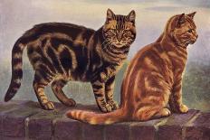 Manx and Siamese Cats-W. Luker-Stretched Canvas