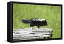 Framed Canvas