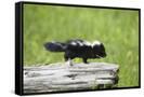 Canvas Black