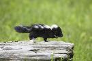 Laminate