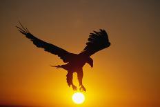 Bald Eagle Flying at Sunrise-W^ Perry Conway-Photographic Print