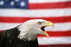 Bald Eagle Squawking with American Flag-W. Perry Conway-Photographic Print