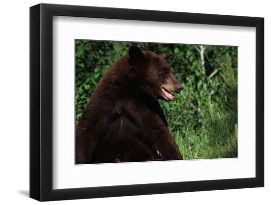 Premium Photographic Print, , large