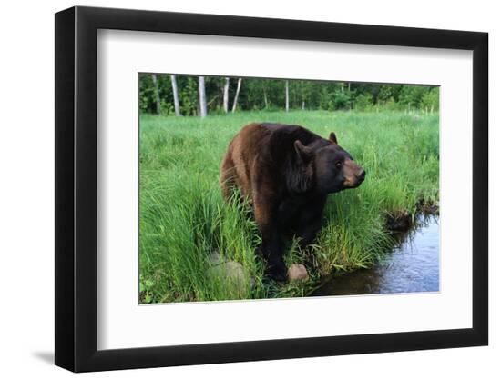 Premium Photographic Print, , large