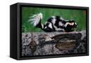 Canvas Black