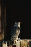 Great Horned Owl-W^ Perry Conway-Photographic Print
