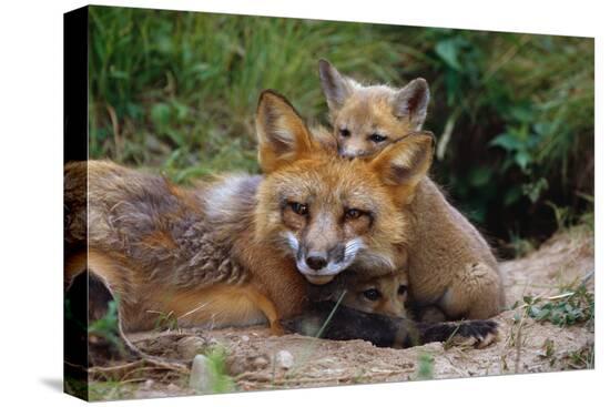Stretched Canvas Print, , large