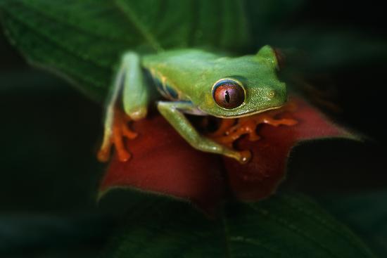 Premium Photographic Print, , large