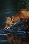 Grey Wolf Walking along the Kettle River-W. Perry Conway-Photographic Print