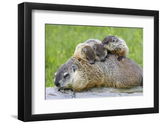 Photographic Print, , large