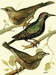 Domestic Bird Family I-W. Rutledge-Art Print