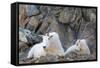 Wa, Alpine Lakes Wilderness, Ingalls Lake Area, Nanny Goat and Kid-Jamie And Judy Wild-Framed Stretched Canvas