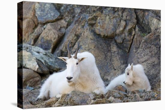 Wa, Alpine Lakes Wilderness, Ingalls Lake Area, Nanny Goat and Kid-Jamie And Judy Wild-Stretched Canvas