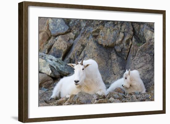 Wa, Alpine Lakes Wilderness, Ingalls Lake Area, Nanny Goat and Kid-Jamie And Judy Wild-Framed Photographic Print