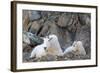 Wa, Alpine Lakes Wilderness, Ingalls Lake Area, Nanny Goat and Kid-Jamie And Judy Wild-Framed Photographic Print