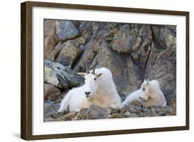 Wa, Alpine Lakes Wilderness, Ingalls Lake Area, Nanny Goat and Kid-Jamie And Judy Wild-Framed Photographic Print