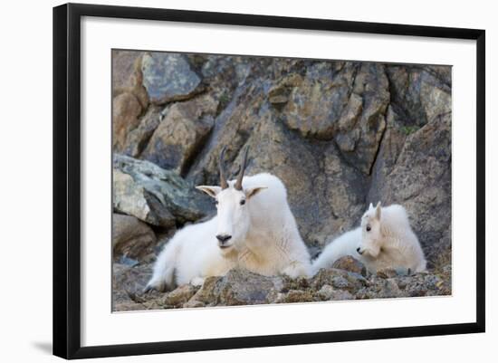 Wa, Alpine Lakes Wilderness, Ingalls Lake Area, Nanny Goat and Kid-Jamie And Judy Wild-Framed Photographic Print