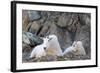 Wa, Alpine Lakes Wilderness, Ingalls Lake Area, Nanny Goat and Kid-Jamie And Judy Wild-Framed Photographic Print