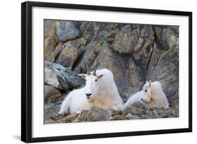 Wa, Alpine Lakes Wilderness, Ingalls Lake Area, Nanny Goat and Kid-Jamie And Judy Wild-Framed Photographic Print