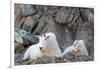 Wa, Alpine Lakes Wilderness, Ingalls Lake Area, Nanny Goat and Kid-Jamie And Judy Wild-Framed Photographic Print