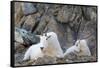 Wa, Alpine Lakes Wilderness, Ingalls Lake Area, Nanny Goat and Kid-Jamie And Judy Wild-Framed Stretched Canvas