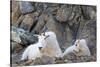 Wa, Alpine Lakes Wilderness, Ingalls Lake Area, Nanny Goat and Kid-Jamie And Judy Wild-Stretched Canvas