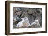 Wa, Alpine Lakes Wilderness, Ingalls Lake Area, Nanny Goat and Kid-Jamie And Judy Wild-Framed Photographic Print