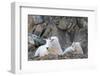 Wa, Alpine Lakes Wilderness, Ingalls Lake Area, Nanny Goat and Kid-Jamie And Judy Wild-Framed Photographic Print