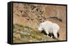 Wa, Alpine Lakes Wilderness, Ingalls Lake Area, Nanny Goat-Jamie And Judy Wild-Framed Stretched Canvas