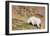 Wa, Alpine Lakes Wilderness, Ingalls Lake Area, Nanny Goat-Jamie And Judy Wild-Framed Photographic Print