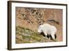 Wa, Alpine Lakes Wilderness, Ingalls Lake Area, Nanny Goat-Jamie And Judy Wild-Framed Photographic Print