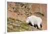 Wa, Alpine Lakes Wilderness, Ingalls Lake Area, Nanny Goat-Jamie And Judy Wild-Framed Photographic Print