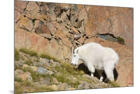 Wa, Alpine Lakes Wilderness, Ingalls Lake Area, Nanny Goat-Jamie And Judy Wild-Mounted Premium Photographic Print