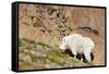 Wa, Alpine Lakes Wilderness, Ingalls Lake Area, Nanny Goat-Jamie And Judy Wild-Framed Stretched Canvas