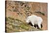 Wa, Alpine Lakes Wilderness, Ingalls Lake Area, Nanny Goat-Jamie And Judy Wild-Stretched Canvas