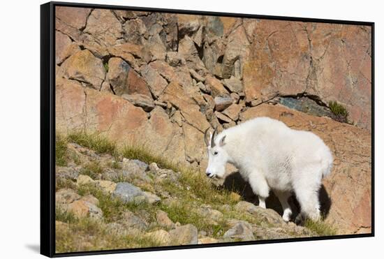 Wa, Alpine Lakes Wilderness, Ingalls Lake Area, Nanny Goat-Jamie And Judy Wild-Framed Stretched Canvas