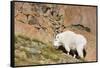 Wa, Alpine Lakes Wilderness, Ingalls Lake Area, Nanny Goat-Jamie And Judy Wild-Framed Stretched Canvas