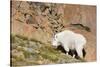 Wa, Alpine Lakes Wilderness, Ingalls Lake Area, Nanny Goat-Jamie And Judy Wild-Stretched Canvas