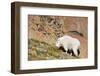 Wa, Alpine Lakes Wilderness, Ingalls Lake Area, Nanny Goat-Jamie And Judy Wild-Framed Photographic Print